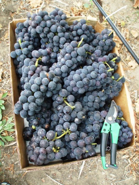 Suzana's grape crop